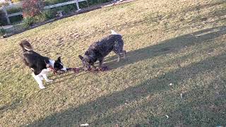 Border Collie Vs Blue Heeler in a tug of war with toy rope