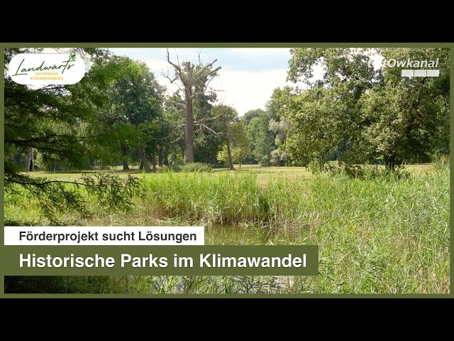 Historische Parks im Klimawandel | Förderprojekt sucht Lösungen