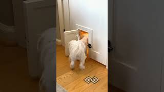 Re-sharing the Lego room doggie door because it’s fun and cute 😉#cute #cuteanimals #customdoor