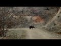 Domuz avi yakin temas  amazing hunt  chasse au sanglier  boar hunt