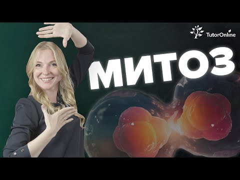 Видео: Каковы разные фазы митоза?