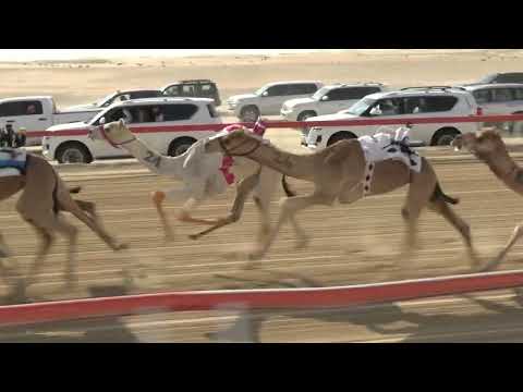 الشوط 1 شواهين للسيد بخيت هادف طريبيش المنصوري توقيت 4 35 72