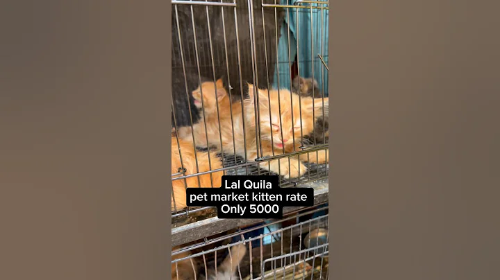 Video 10649001: cats kitten catlover pets, cat pets funnycats dog, funnycat cat pet cute, cat funny pets gato