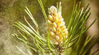 Medical Minute: What are the Most Common Allergies in the Spring?