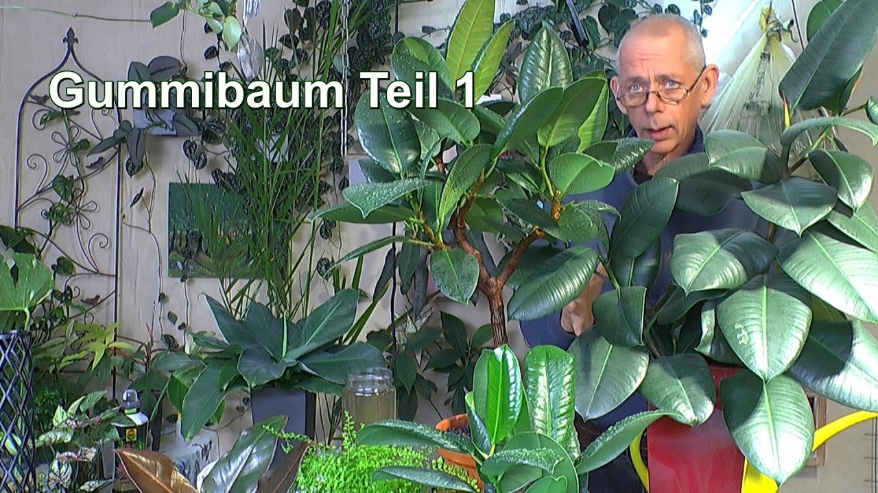 monstera adansonii licht Monstera adansonii 'Mint' – pflanzen-im-glas.de main image 1
