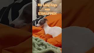 Mr. Long-Legs being dramatic 🙄. #grayhound #iggydog #italiangrayhound #funnydogvideos #sighthound