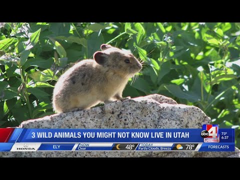 Pika - Wild About Utah