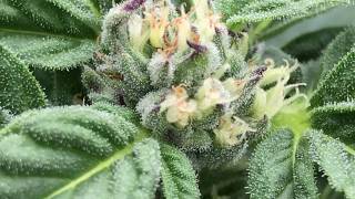 2020 Outdoor Grow April 5th