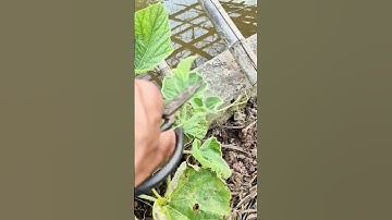 The process of cutting leaves with scissors #shorts