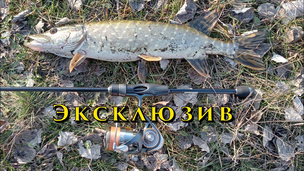 Suzuki Blanks RXFS 5LB 652 - Эксклюзивный эксклюзив!!!
