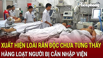 Bản tin thời sự:Bất ngờ xuất hiện loài rắn độc chưa từng thấy, hàng loạt người bị cắn nhập viện