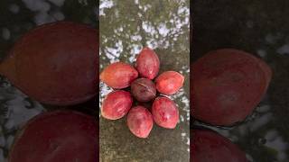 Indian Almond | நாட்டு வாதுமை  பழம் | shortsfeed shortsvideo allwinjilly fruits summerspecial