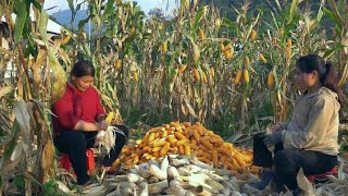 COI helps pregnant single mother harvest corn - Harvesting grapefruit for sale.