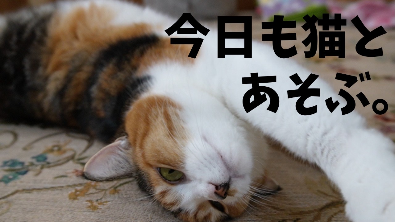 今日も猫と遊ぶ。段ボール。