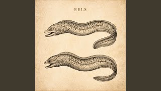 Eel Play Rub A Dub All The Time