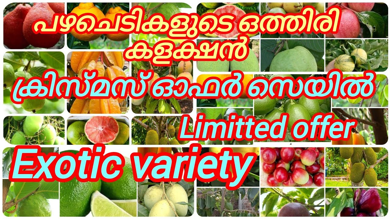 പഴചെടികളുടെ ഒരു അടിപൊളി ഓഫർ സെയിൽ christmas offer//exotic variety #gardening