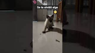 Se te olvidó algo 😶 #shorts #cat #youtubeshorts