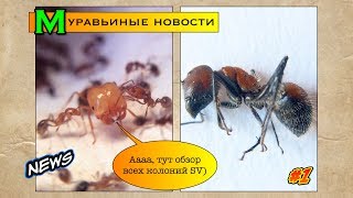 Муравьиные новости #1 // Обзор всех колоний