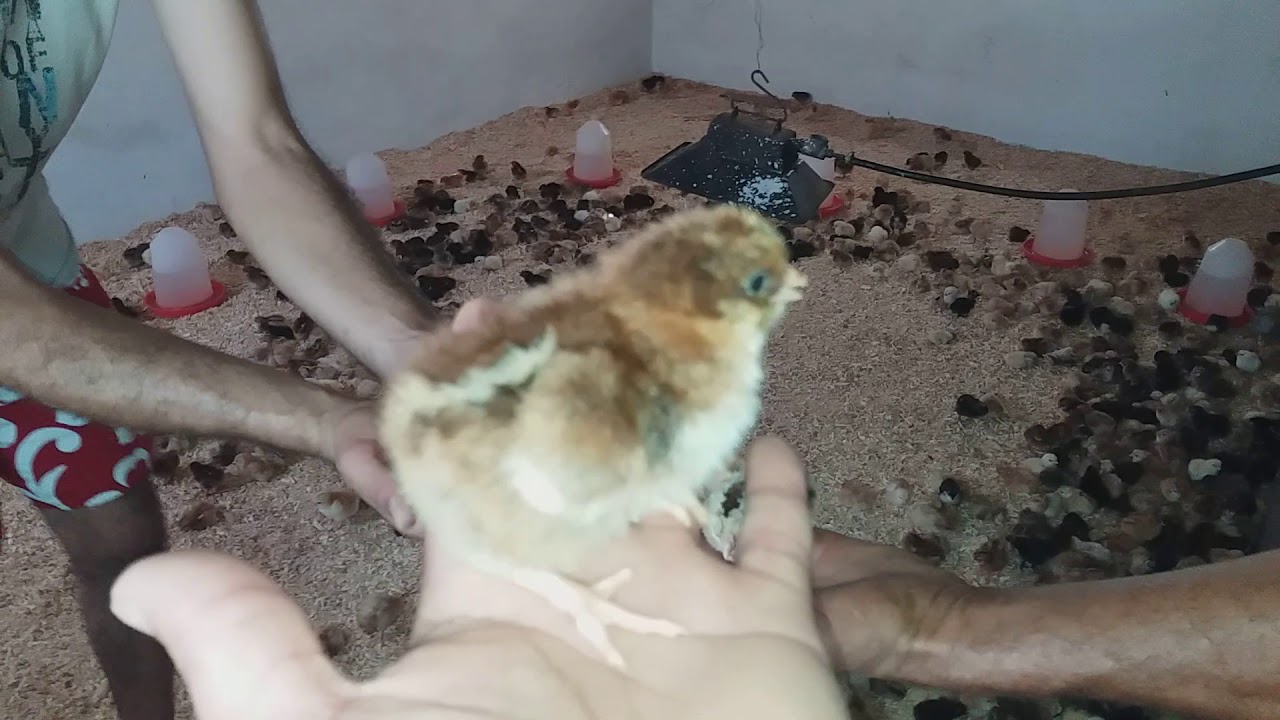 مرحلة ما بعد التفقيس عند الأخ عادل الصخيرات