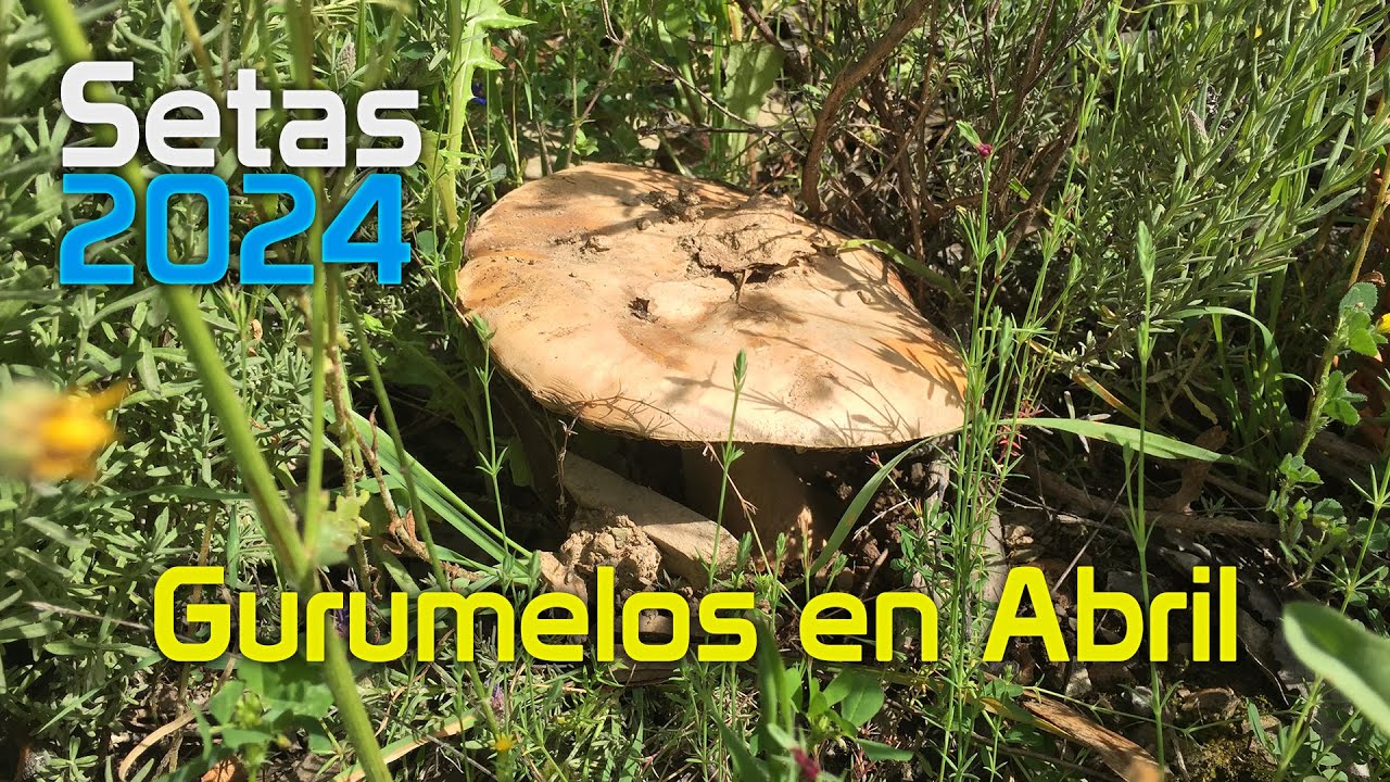 Gurumelos En La Primavera 🍄 Setas 2024 🍄 Amanita Ponderosa 🍄 Valverde del Camino 🍄 Los Últimos