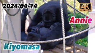 キヨマサは妹アニーと遊びたくて仕方がない ( 14:39 ) 〜 2024/04/14 日曜日【東山動物園】