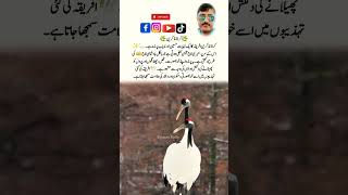 Crowned Crane The Royal Bird Of Africa Most Beautiful Dancing Bird