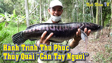 Lure Câu Cá Lóc Khổng Lồ - Bắt Cá Thủy Quái Cắn Tay Người Kịch Tính/Big Fishing/NGÃ NĂM TV