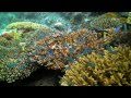 Diving The Maldives In HD