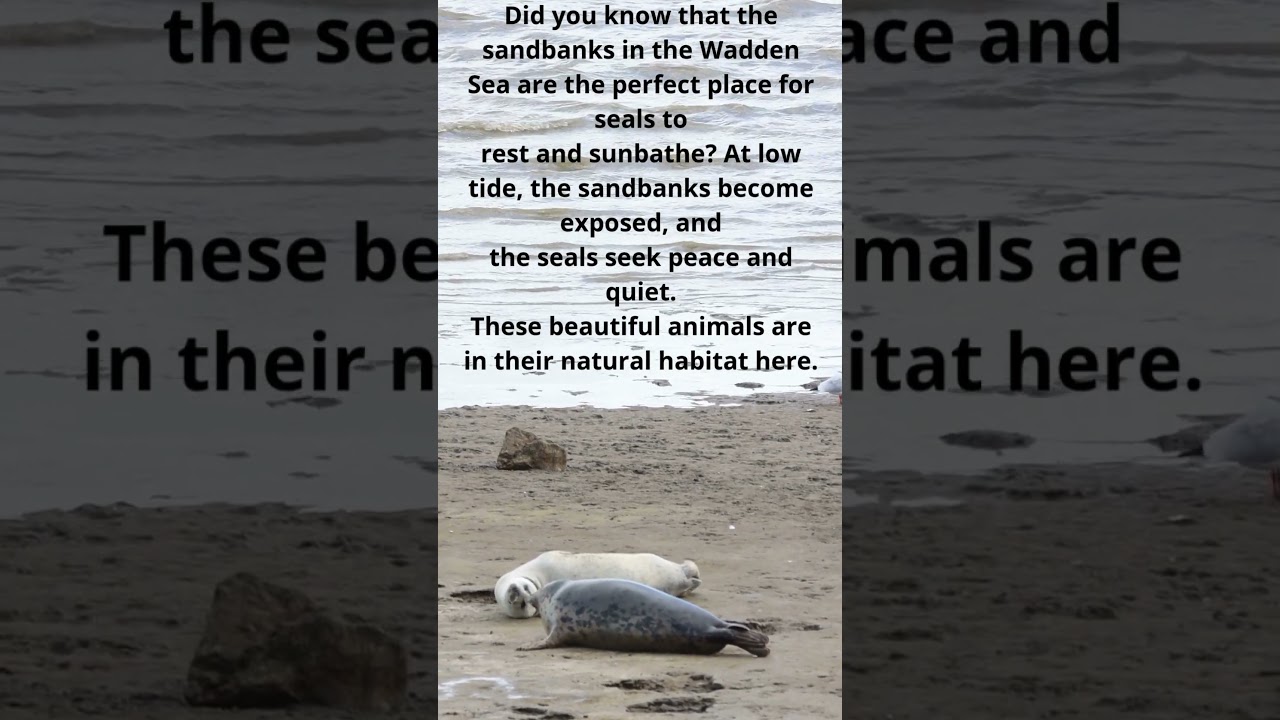 Seals Relaxing on Dutch Sandbanks – North Sea Wildlife