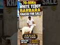 70-80Kg White Teddy Barbara Khassi For Sale #goat #bakraeid #barbara #barbarigoats #barbari #shorts