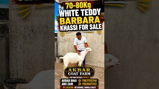 70-80Kg White Teddy Barbara Khassi For Sale #goat #bakraeid #barbara #barbarigoats #barbari #shorts