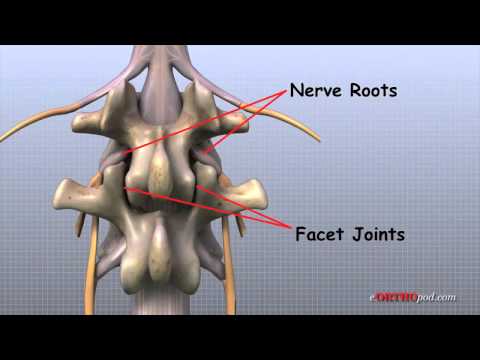 Анатомия поясничного отдела позвоночника