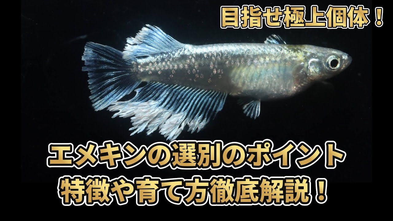 エメキンの特徴や掛け合わせ、選別のポイント、オスメスの見分け方など徹底解説！