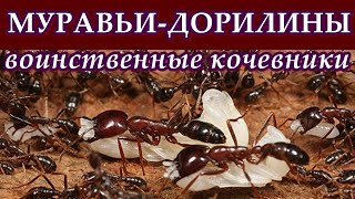 МУРАВЬИ-ДОРИЛИНЫ - Воинственные кочевники