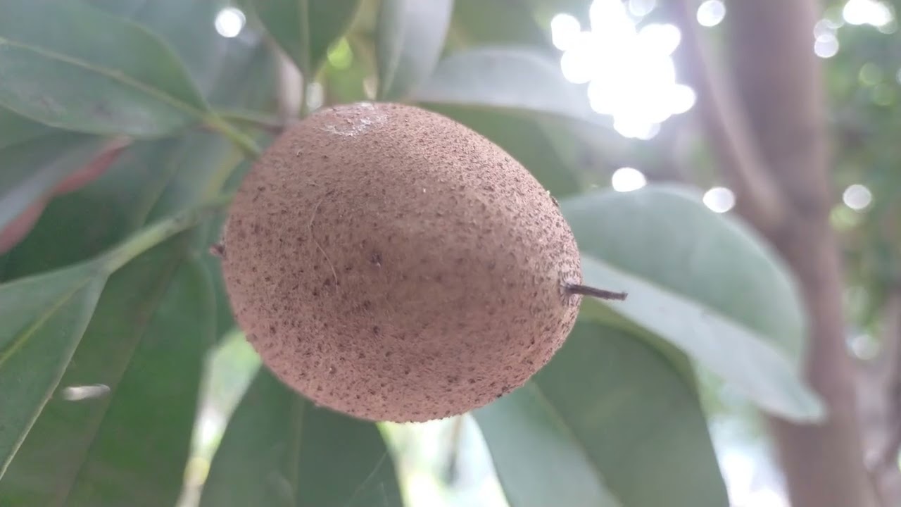 chikoo fruit tree | chiku fruit cutting