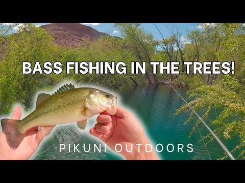 BASS FISHING IN THE TREES!