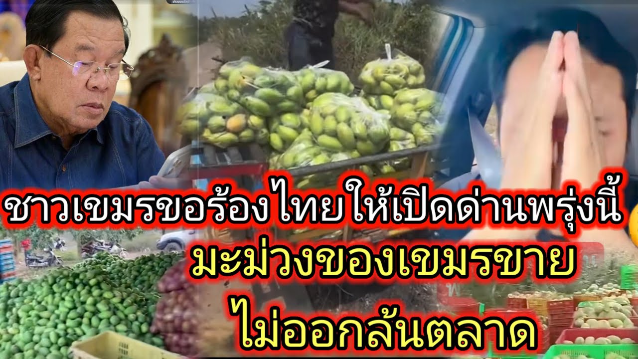 ด่วนล่าสุดมะม่วงของเขมรล้นตลาดขายไม่ออกถึงกลับไปทิ้งใส่ขยะ 