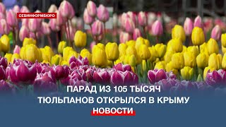 159 сортов и 40 новинок: в Никитском ботаническом саду начался Парад тюльпанов