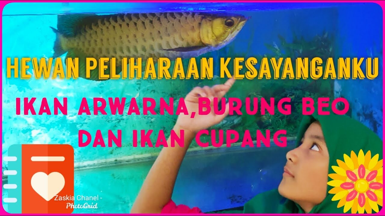 Ikan Arwarna Burung Beo dan Ikan Cupang Hewan  Peliharaan  