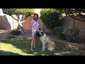 Training a Mastiff Puppy a New Trick