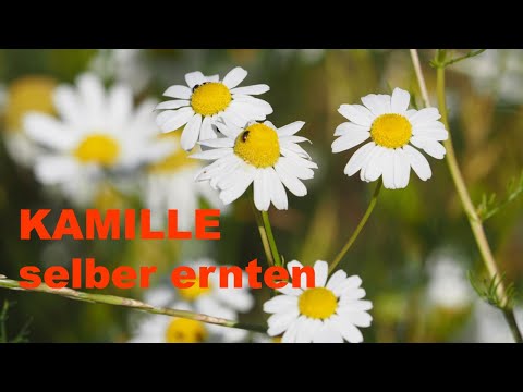 Video: Kamillenrasenpflege – Wie man Kamille als Rasen alternative anbaut