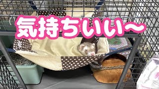 【フェレット】新しいハンモックがやってきた！