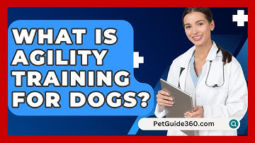 What Is Agility Training For Dogs? - PetGuide360.com