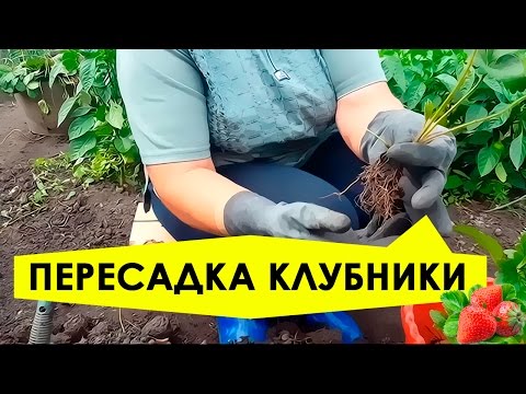 Пересадка клубники на новое место! Подготовка почвы