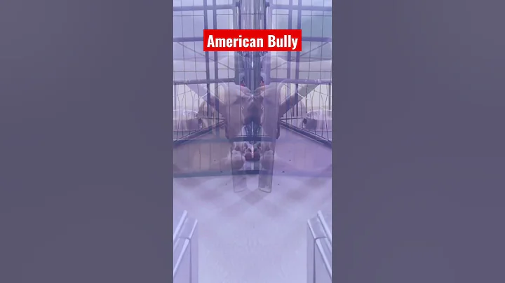 American Bully🐶 Dog Sleeping