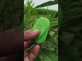 Soap For Jo ASRL