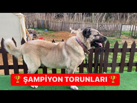 ŞAMPİYON KUSURSUZ BETO TORUNLARI #şampiyon #champion  #çobanköpeği #kangal #shepherd #dog #istanbul
