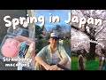Spring In Japan: Cherry Blossom Viewing, Spring Thrift Haul, Groceries 🌸🇯🇵