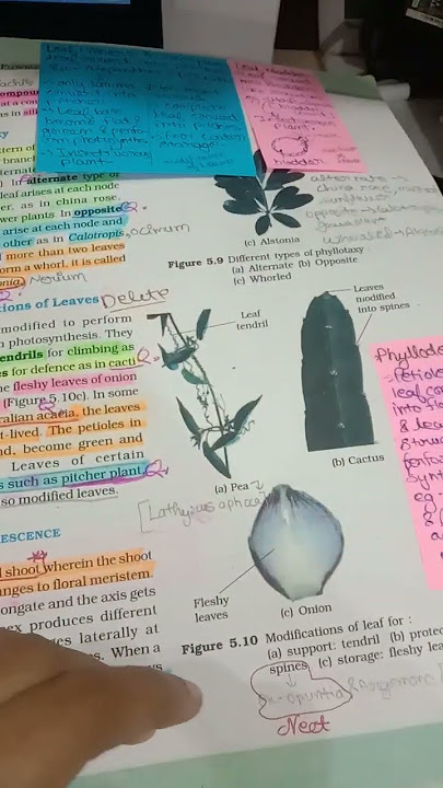 #neet study#neet #neet2025 #study #jee #neetaspirant #doctor #studymotivation #selection #dontgivup