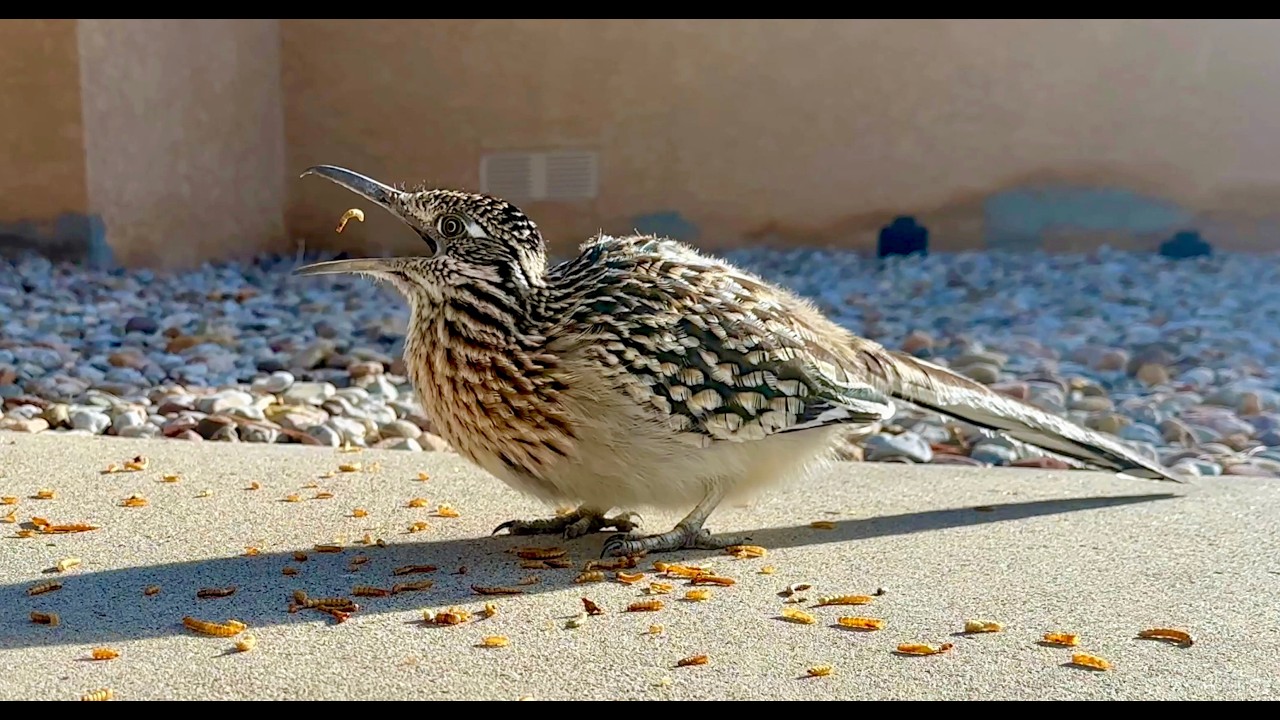Roadrunner enjoys eating mealworms